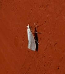 Eucalantica polita