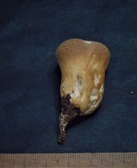 Calvatia rugosa