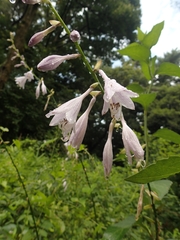 Hosta sieboldiana