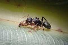 Camponotus grandidieri