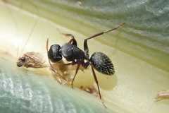 Camponotus grandidieri