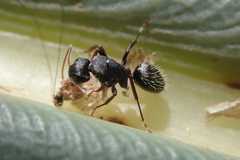 Camponotus grandidieri