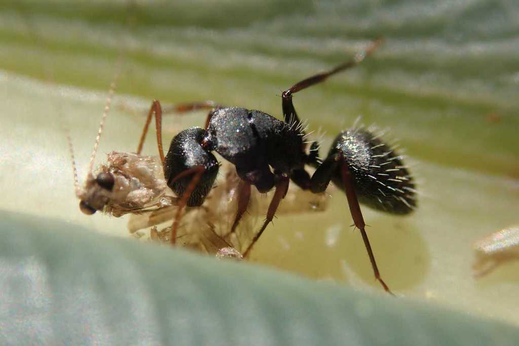 Camponotus grandidieri