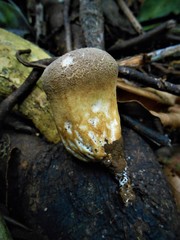 Calvatia rugosa
