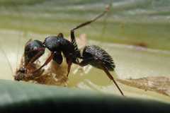 Camponotus grandidieri