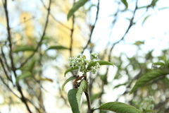 Lippia hirsuta