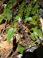 Rugelia nudicaulis