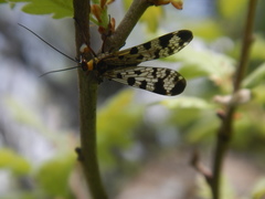 Panorpa meridionalis