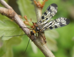 Panorpa meridionalis