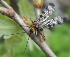 Panorpa meridionalis