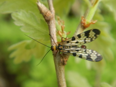 Panorpa meridionalis