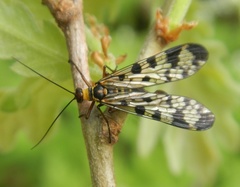 Panorpa meridionalis