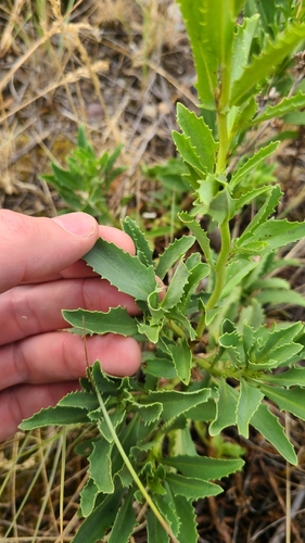Penstemon deustus, 2026-07-29