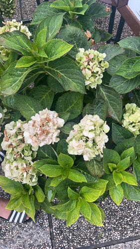 mophead hydrangea