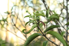 Lippia hirsuta