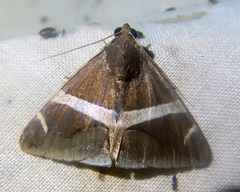 Bastilla arctotaenia