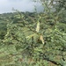 Acacia oliveri