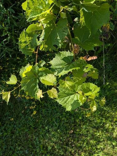 riverbank grape