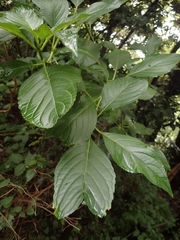 Hydrangea macrophylla normalis