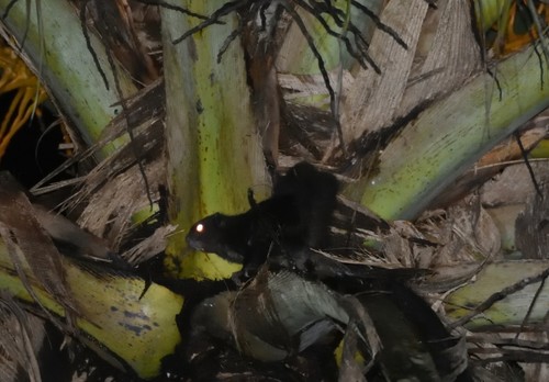 Siberut Flying Squirrel (Petinomys lugens) — Vulnerable Mammalia