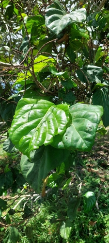 Coccoloba belizensis