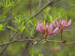 Rhododendron prinophyllum