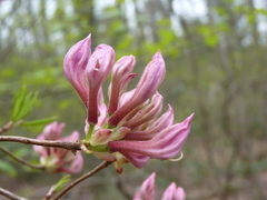 Rhododendron prinophyllum