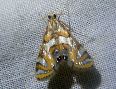 Margarosticha euprepialis