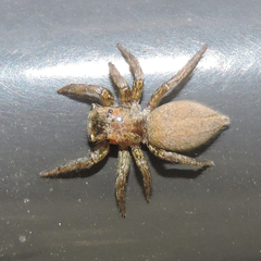 Plexippus setipes