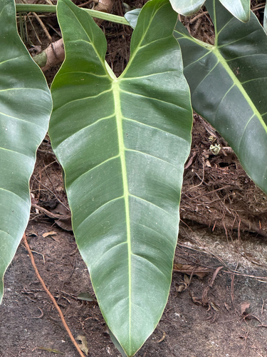 Philodendron follii
