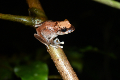Fiji Tree Frog