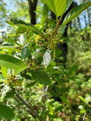 Frangula rubra