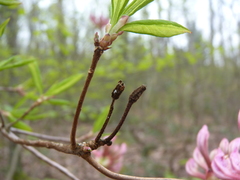 Rhododendron prinophyllum