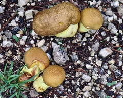 Butyriboletus