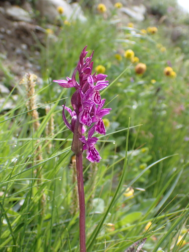 Dactylorhiza majalis, 2026-07-26