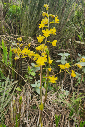 Cyrtopodium flavum, photograph 1