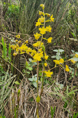 Cyrtopodium flavum