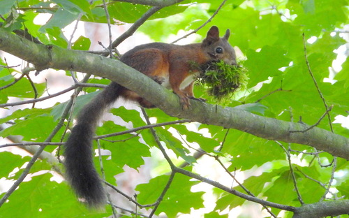 Eurasian Red Squirrel