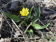 Ranunculus alismifolius