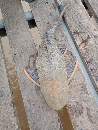 La Plata pleco (Hypostomus laplatae) — Loricariidae — 4