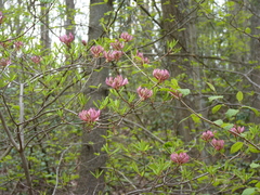Rhododendron prinophyllum