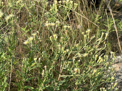 False Boneset