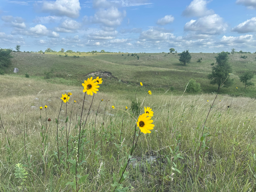 Stiff Sunflower