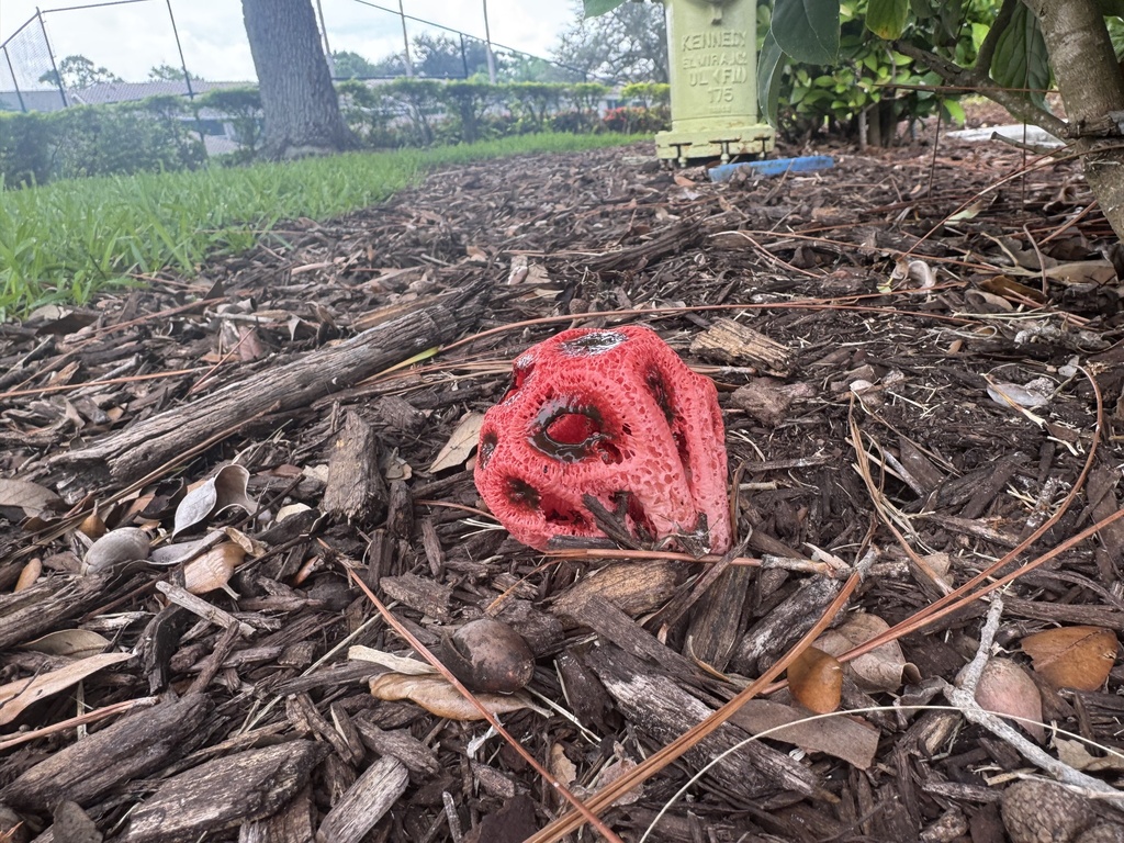 Wiffle Ball Stinkhorn · August 2026 · photo: Photo: (c) Brynn Fricke, some rights reserved (CC BY) · iNaturalist