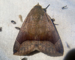 Dysgonia monogona