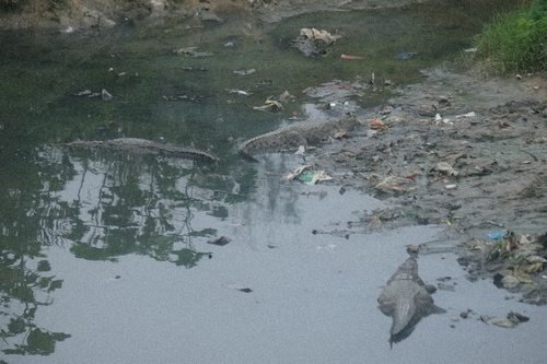 Mugger Crocodile