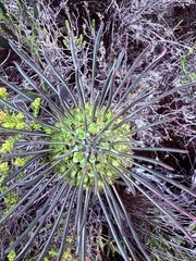 Euphorbia clandestina, photograph (c) Christina, some rights reserved (CC BY)