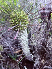Euphorbia clandestina, photograph (c) Christina, some rights reserved (CC BY)