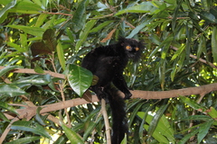 Eulemur macaco