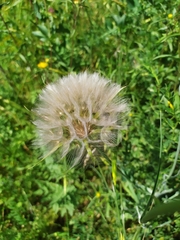 Tragopogon coelesyriacus